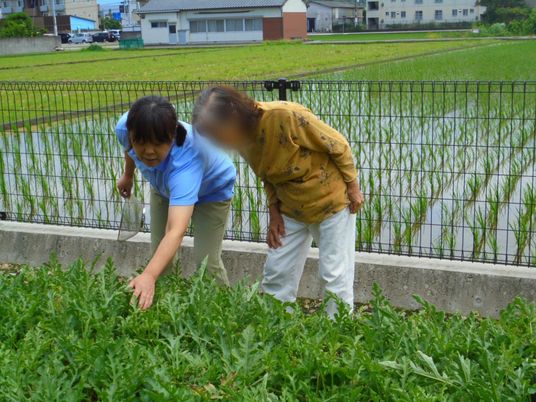二人が畑で作業中の様子