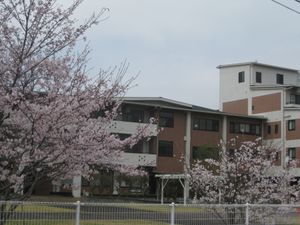 桜前線と共にする施設