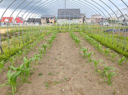 若い野菜が育つ温室