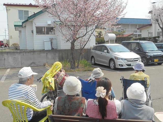 桜を眺める利用者達