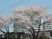 桜の咲く庭