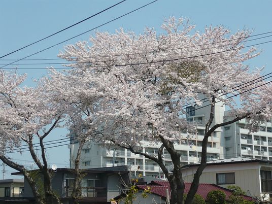 桜の咲く庭
