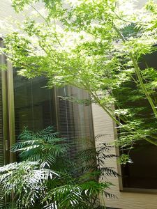 明るい室内の植物