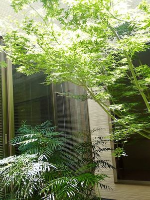 明るい室内の植物