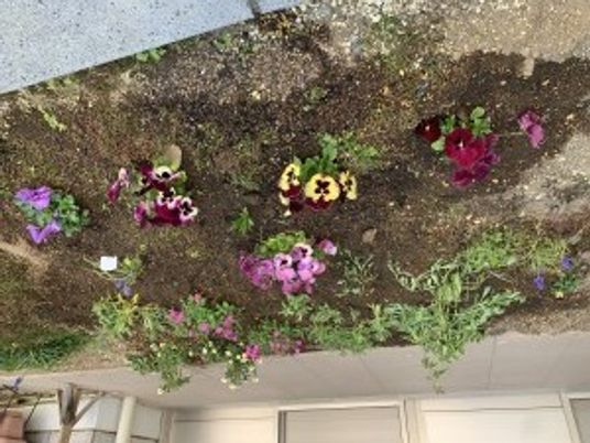 花壇の植え込み  