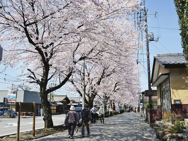 桜並木と人々の様子 外観 満開の桜が並ぶ街並みを歩く人々の情景です。春の暖かさと心地よい散策が楽しめます。