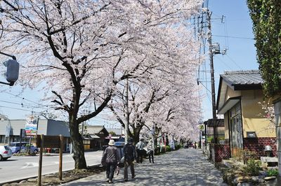 桜並木と人々の様子