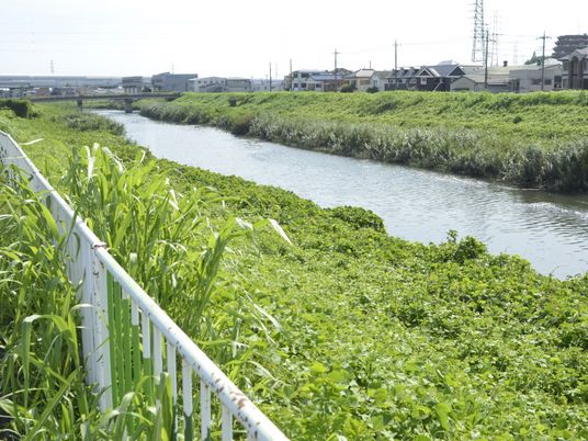 緑豊かな川沿い風景