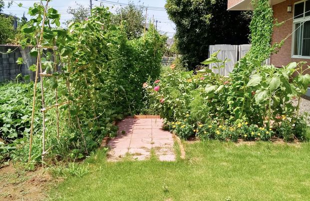 豊かな緑が広がる庭