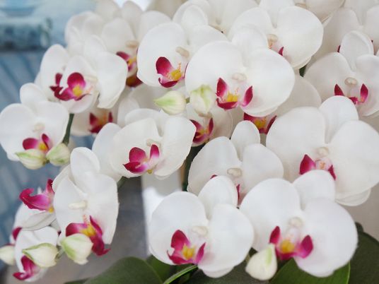 白とピンクのオーキッドの花