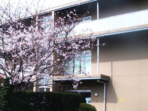 桜と建物の外観  