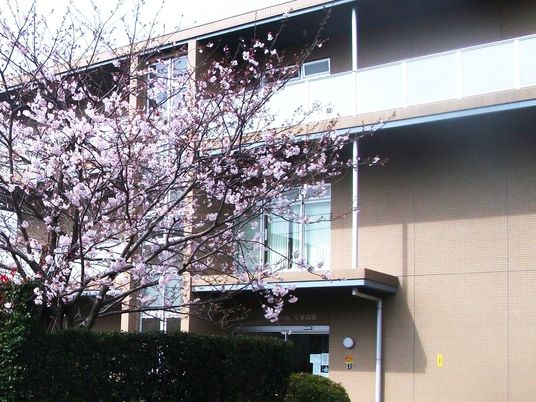 桜と建物の外観  