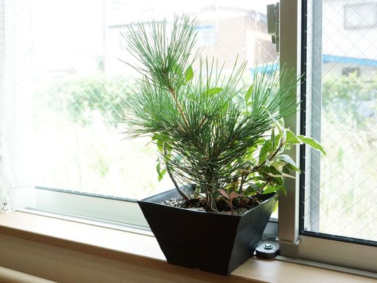 窓辺の観葉植物と外光