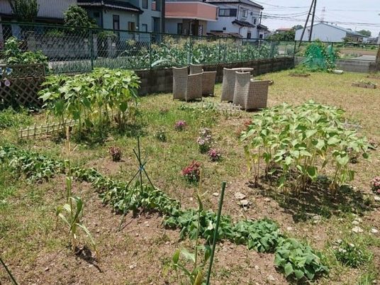 菜園のある庭  