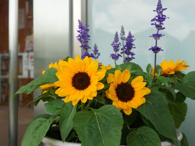 向日葵と紫の花の鉢植え 展示物 明るい色合いの花々が迎えてくれるエントランスです。清潔感のある環境で、訪れる方を優しく出迎えます。