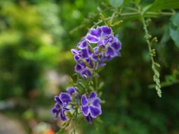 紫色の花と緑の葉