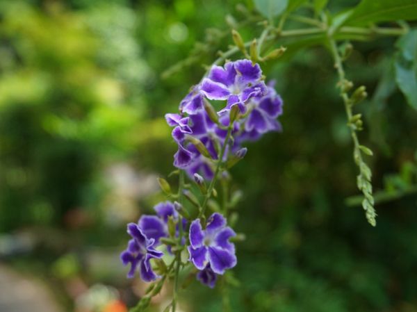 紫色の花と緑の葉
