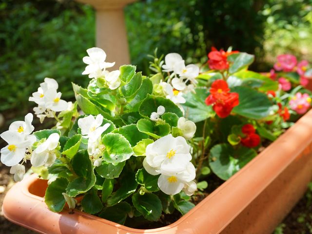 白赤の花が咲くプランター 展示物 手入れが行き届いたプランターには、清楚な白と鮮やかな赤の花が息吹を与えており、訪れる人々に心穏やかなひと時を提供しています。