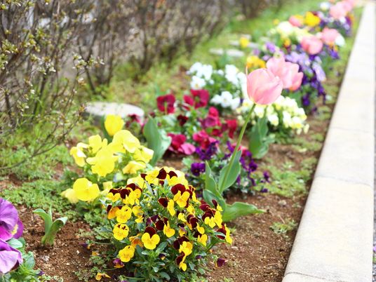 色とりどりの花壇