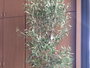 観葉植物のある廊下  