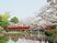 桜並木と赤い橋の風景
