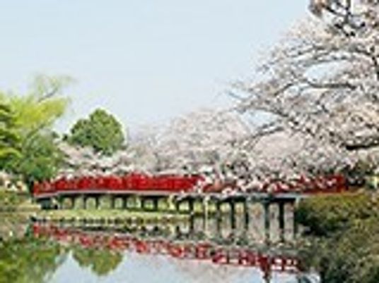 桜並木と赤い橋の風景