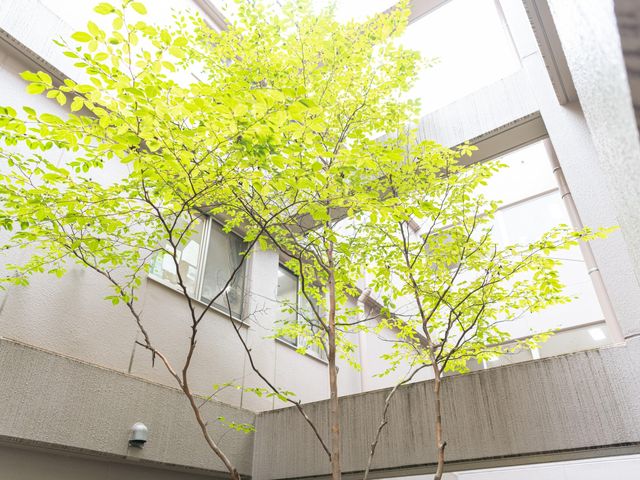 中庭