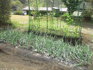 新鮮な野菜が育つ庭