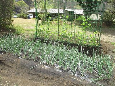 新鮮な野菜が育つ庭
