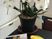 観葉植物のある廊下  