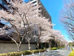 桜並木の外観  