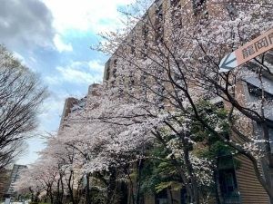 桜並木の建物外観  