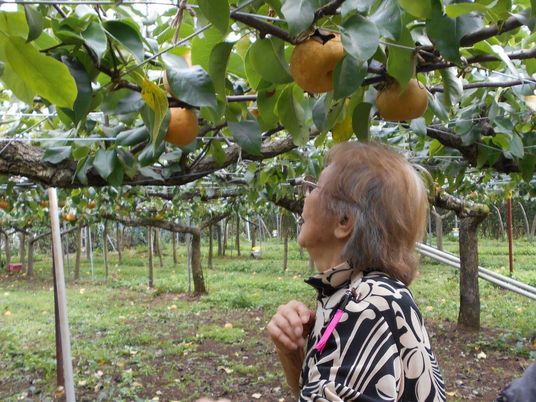 果樹を観察する女性