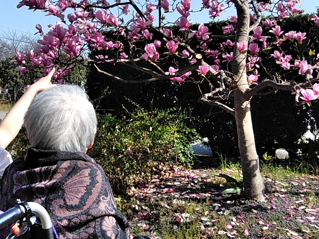 花を見上げる高齢者とスタッフ 庭 桜が咲く綺麗な庭で、散歩やリラックスのひとときを過ごせます。自然に親しむことができます。