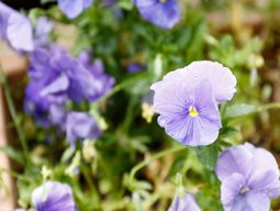 紫色の花が咲く庭