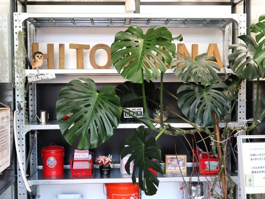 植物がある飾り棚