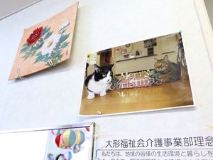 猫と掲示物の壁
