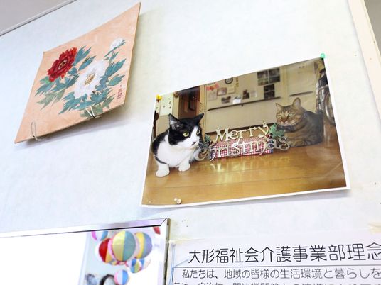 猫と掲示物の壁