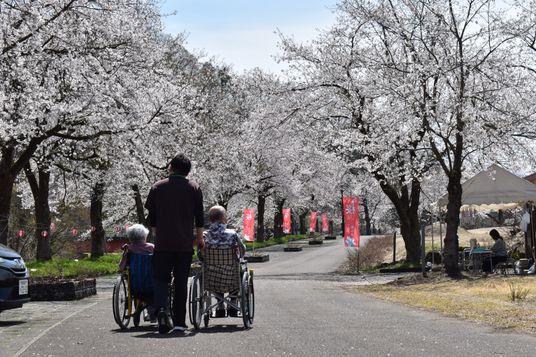 桜並木を散策する中庭  