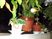鉢植えの並ぶ窓辺  
