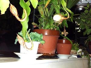 観葉植物の飾り棚  
