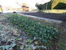 庭の野菜と小屋