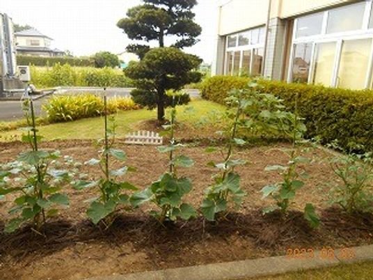 植栽のある庭  