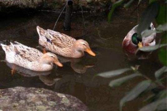 池に浮かぶカモ３羽