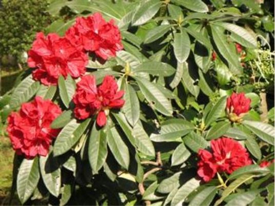 赤い花が咲く植物