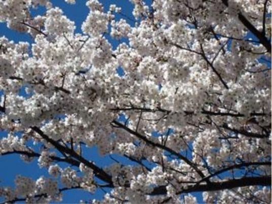 満開の桜と青空