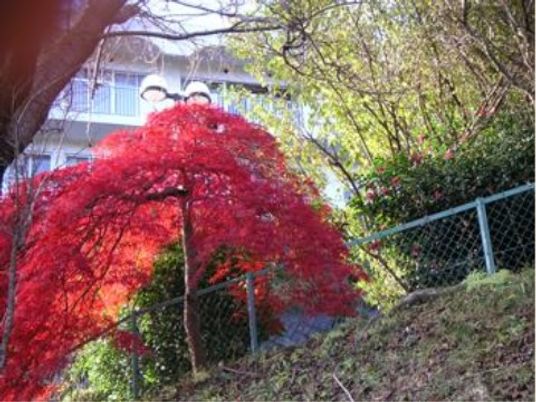 紅葉が美しい中庭