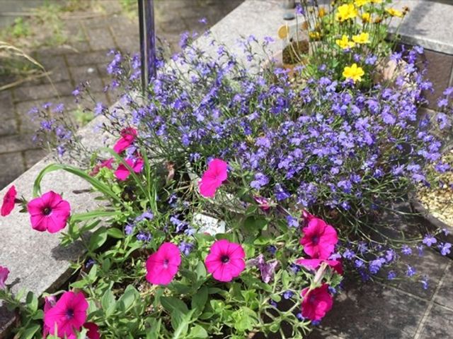 花壇の植栽 中庭   色とりどりの花が植えられた花壇で、明るくやわらかな雰囲気が感じられます。利用者の方が季節の移ろいを楽しめる空間です。