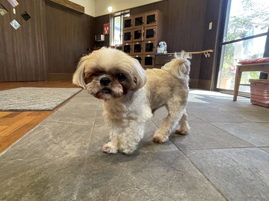 小型犬と室内