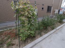 野菜が育つ小さな庭